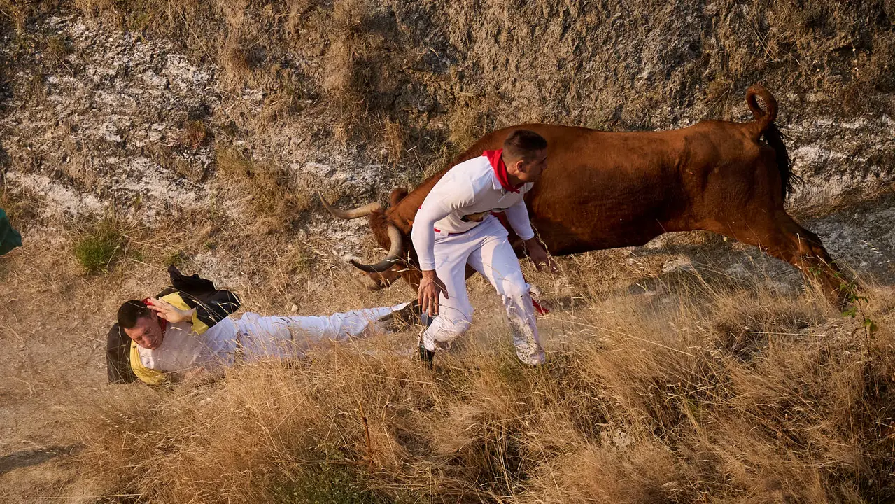Cuarto encierro del Pilón en las fiestas de Falces de 2025 con vacas de la ganadería de Alba Reta de Grocin.
PABLO LASAOSA