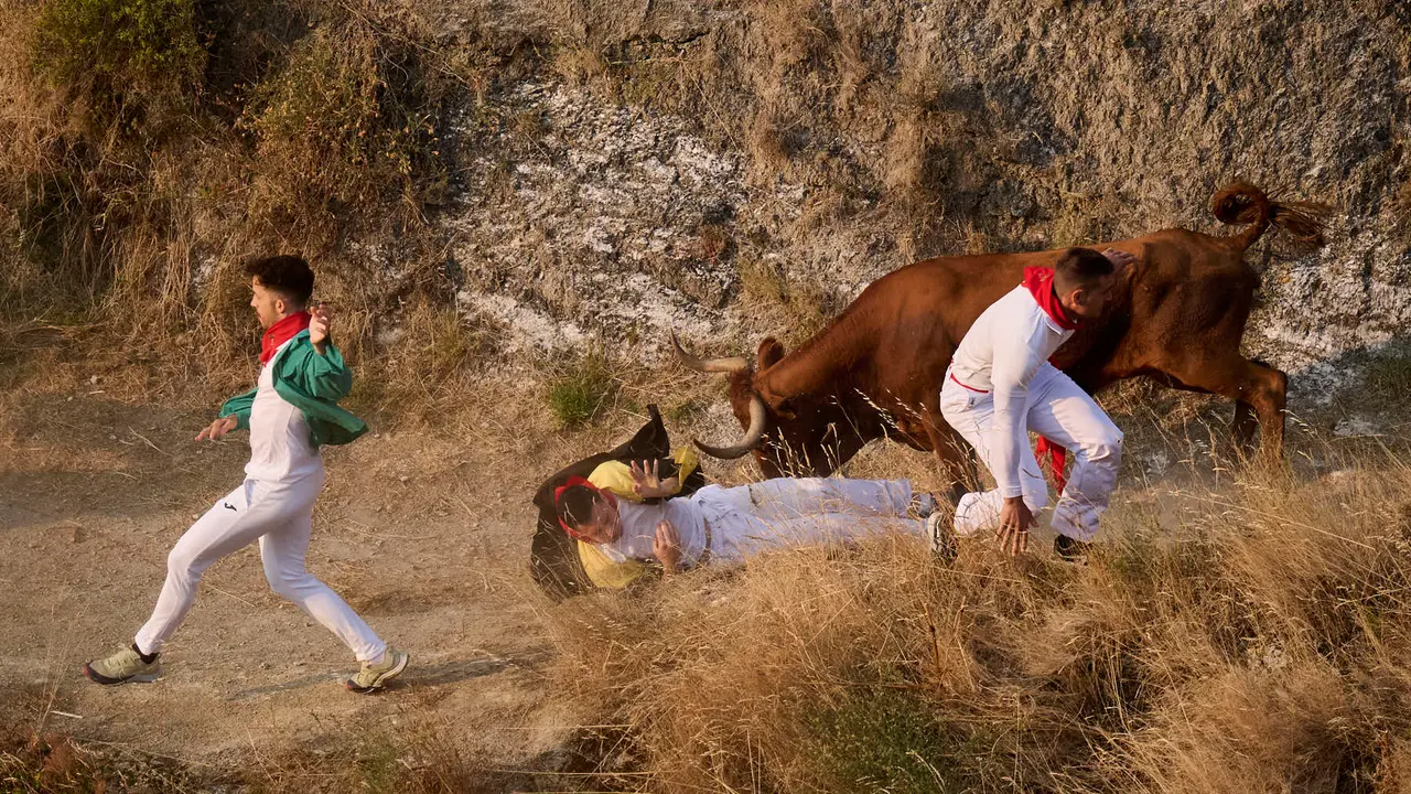 Cuarto encierro del Pilón en las fiestas de Falces de 2025 con vacas de la ganadería de Alba Reta de Grocin.
PABLO LASAOSA
