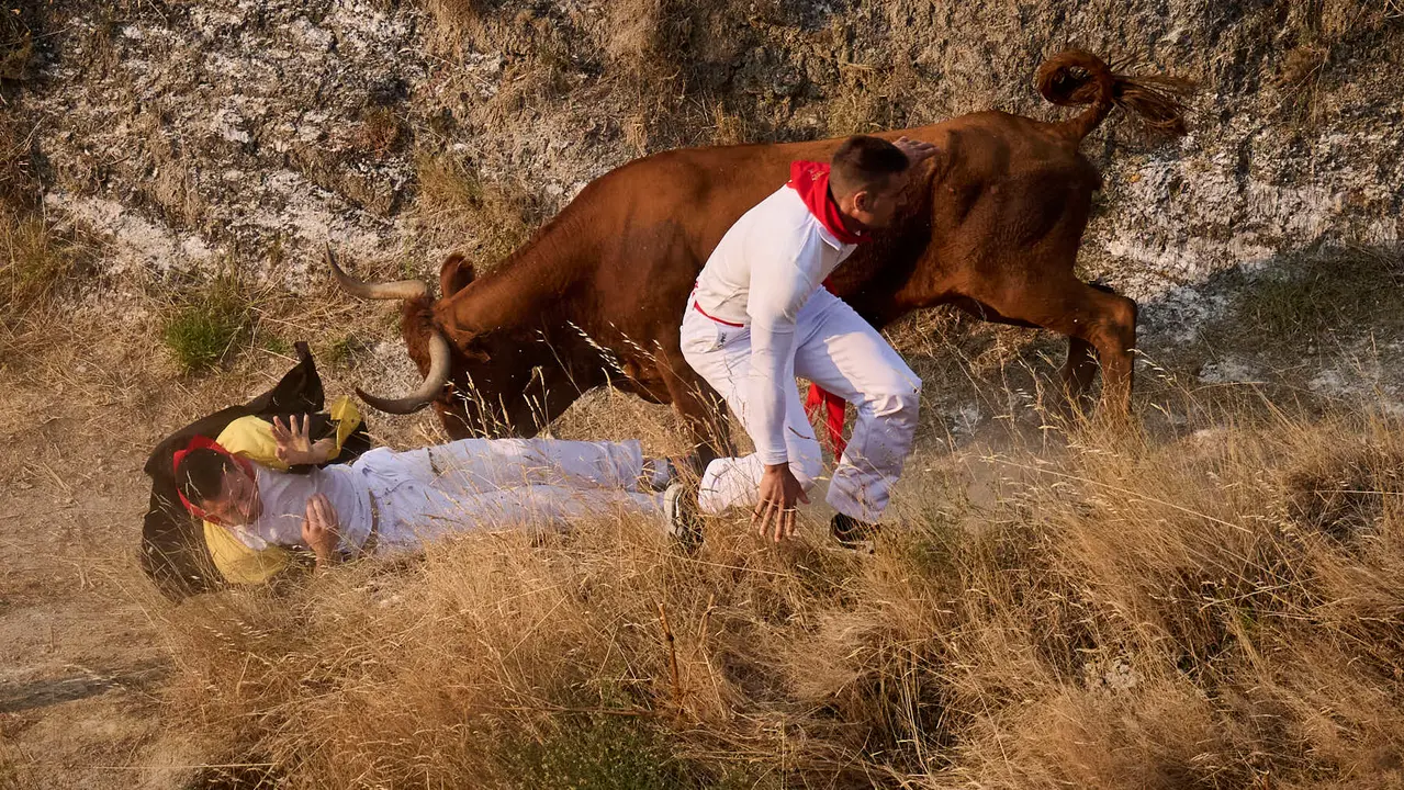Cuarto encierro del Pilón en las fiestas de Falces de 2025 con vacas de la ganadería de Alba Reta de Grocin.
PABLO LASAOSA