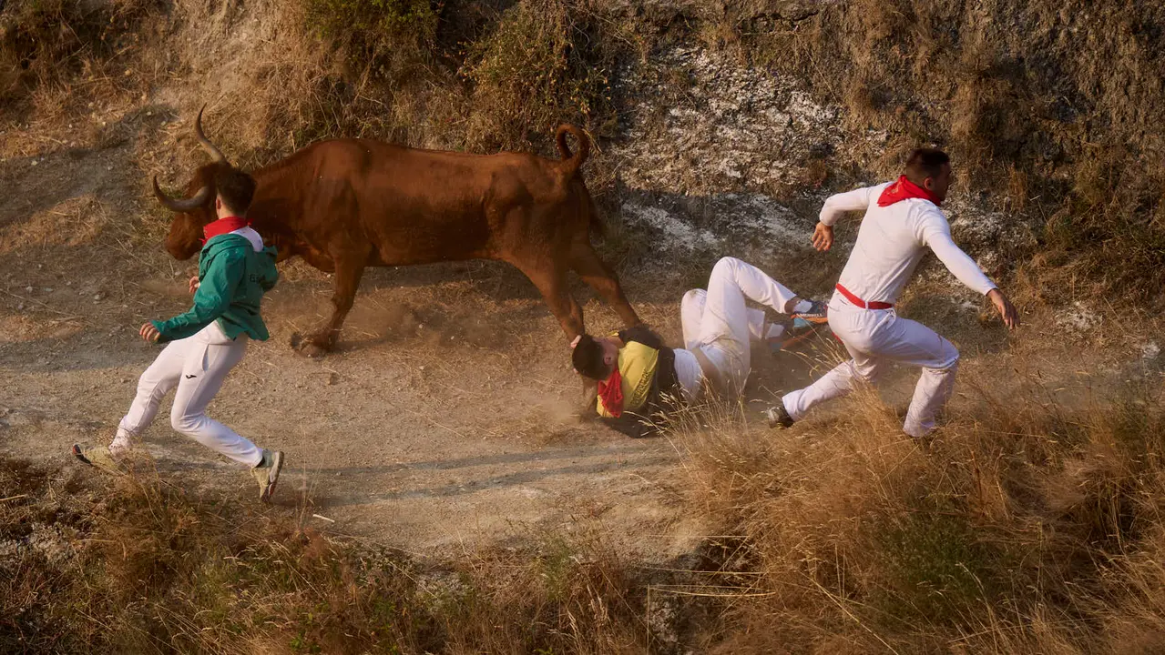 Cuarto encierro del Pilón en las fiestas de Falces de 2025 con vacas de la ganadería de Alba Reta de Grocin.
PABLO LASAOSA