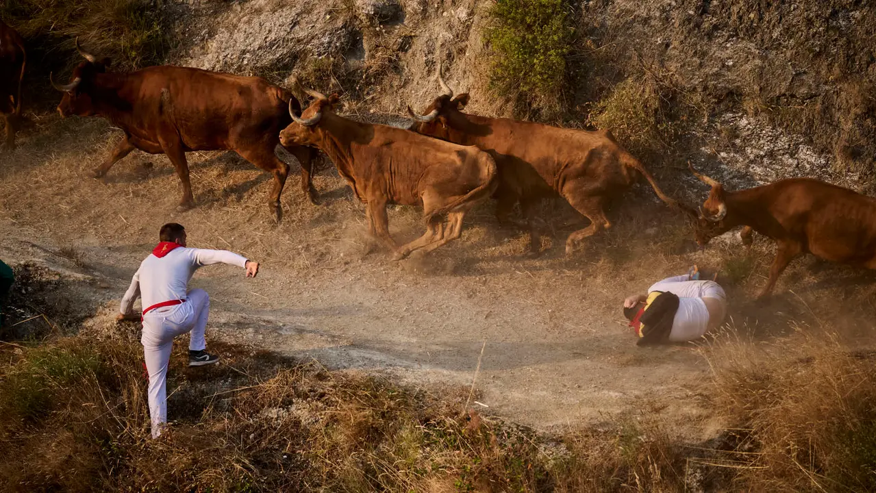 Cuarto encierro del Pilón en las fiestas de Falces de 2025 con vacas de la ganadería de Alba Reta de Grocin.
PABLO LASAOSA