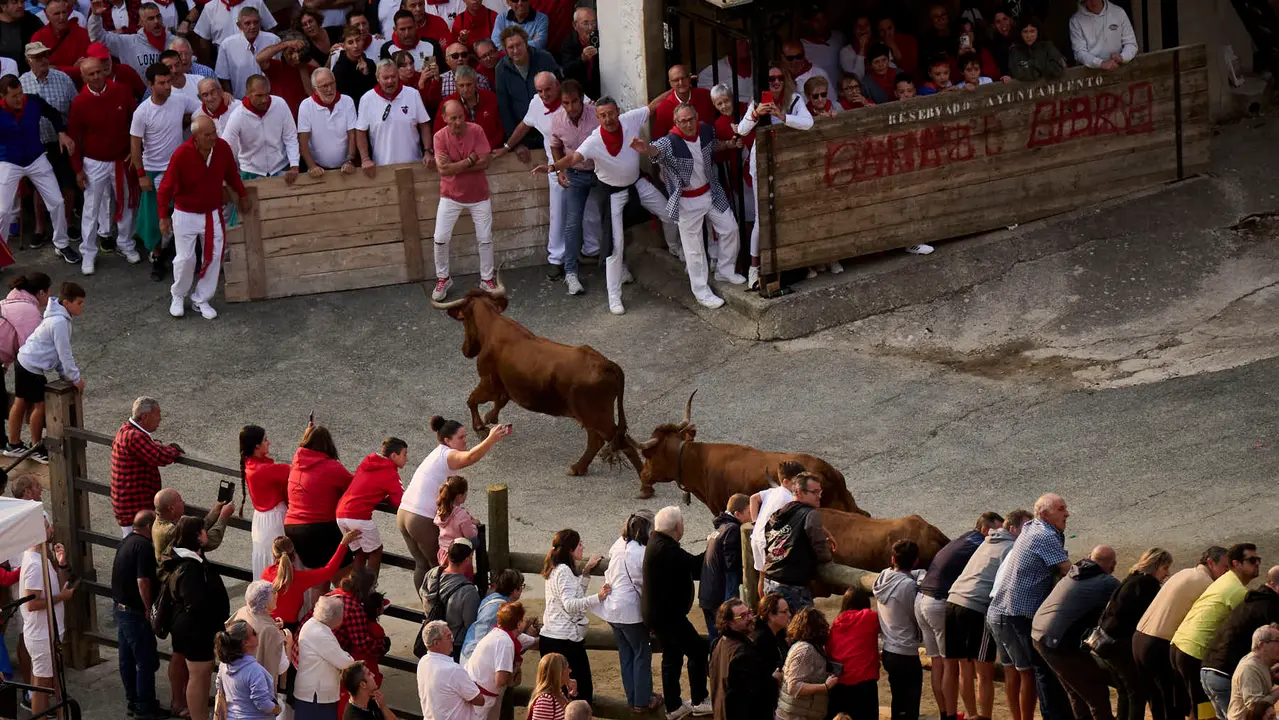 Cuarto encierro del Pilón en las fiestas de Falces de 2025 con vacas de la ganadería de Alba Reta de Grocin.
PABLO LASAOSA