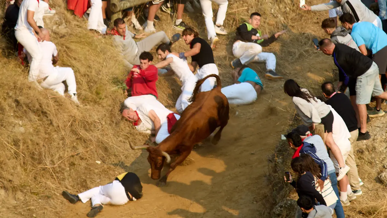 ºCuarto encierro del Pilón en las fiestas de Falces de 2025 con vacas de la ganadería de Alba Reta de Grocin. IÑIGO ALZUGARAY