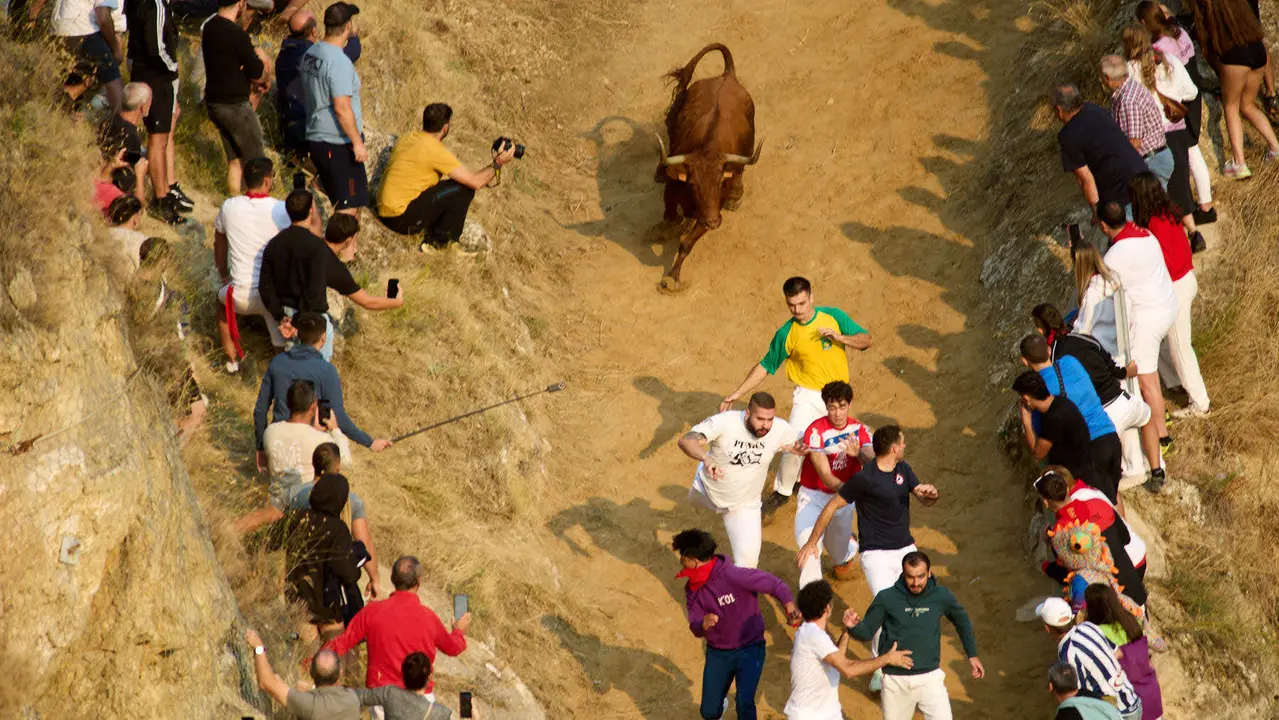 ºCuarto encierro del Pilón en las fiestas de Falces de 2025 con vacas de la ganadería de Alba Reta de Grocin. IÑIGO ALZUGARAY