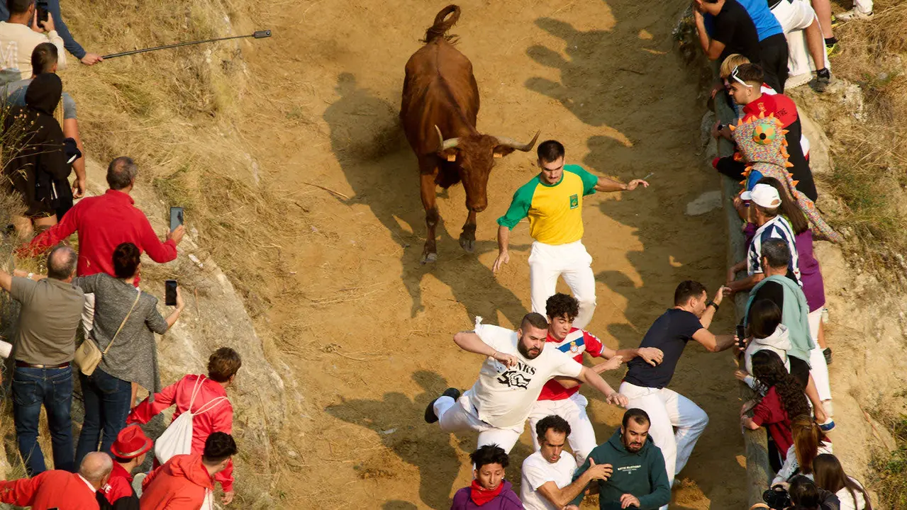 ºCuarto encierro del Pilón en las fiestas de Falces de 2025 con vacas de la ganadería de Alba Reta de Grocin. IÑIGO ALZUGARAY