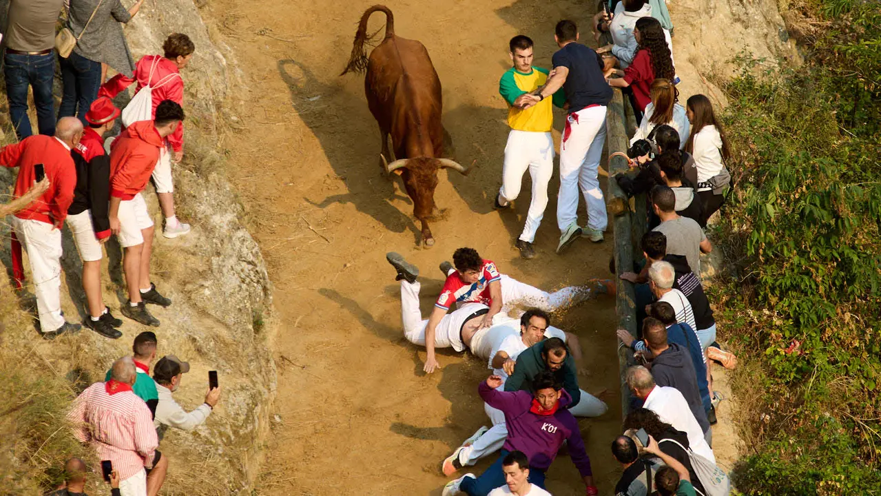 ºCuarto encierro del Pilón en las fiestas de Falces de 2025 con vacas de la ganadería de Alba Reta de Grocin. IÑIGO ALZUGARAY