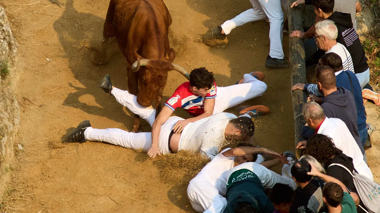 ºCuarto encierro del Pilón en las fiestas de Falces de 2025 con vacas de la ganadería de Alba Reta de Grocin. IÑIGO ALZUGARAY