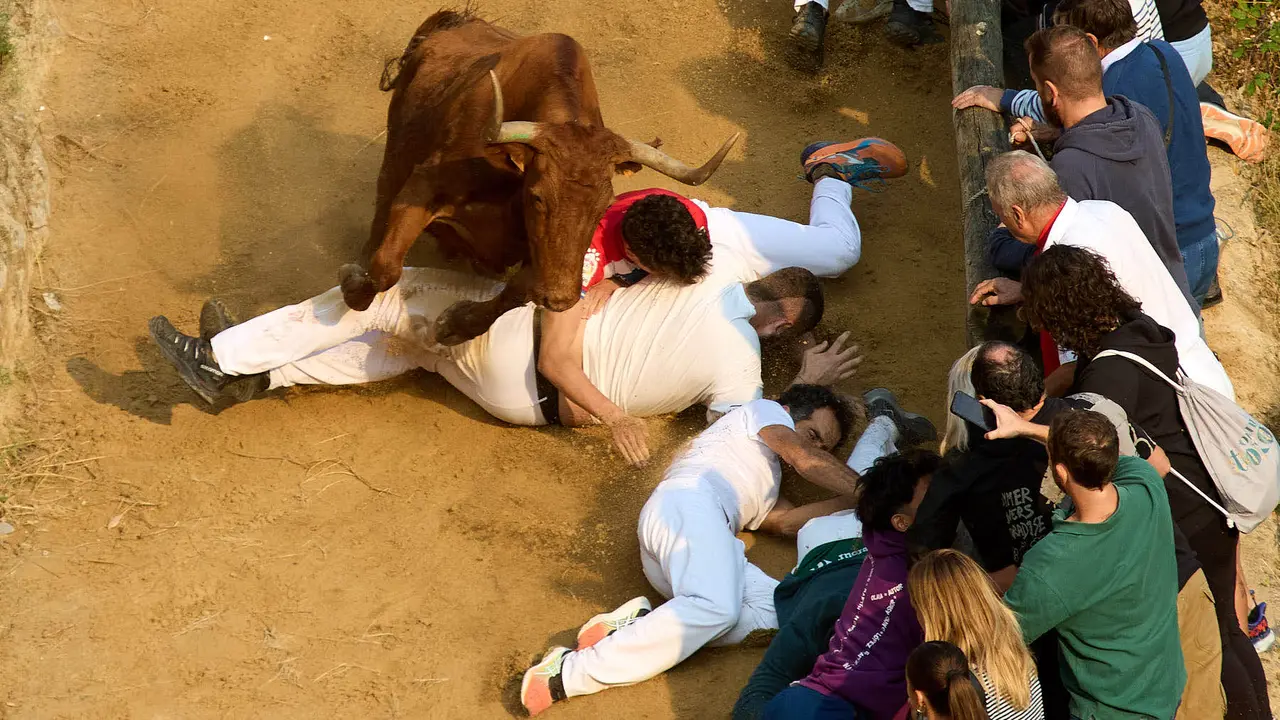 ºCuarto encierro del Pilón en las fiestas de Falces de 2025 con vacas de la ganadería de Alba Reta de Grocin. IÑIGO ALZUGARAY