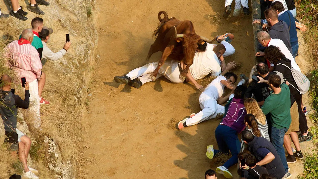 ºCuarto encierro del Pilón en las fiestas de Falces de 2025 con vacas de la ganadería de Alba Reta de Grocin. IÑIGO ALZUGARAY