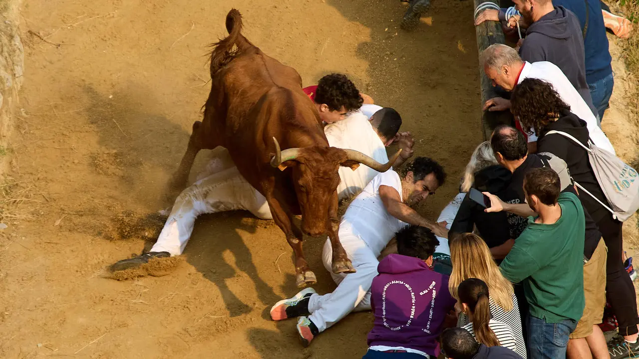 Cuarto encierro del Pilón en las fiestas de Falces de 2025 con vacas de la ganadería de Alba Reta de Grocin. IÑIGO ALZUGARAY