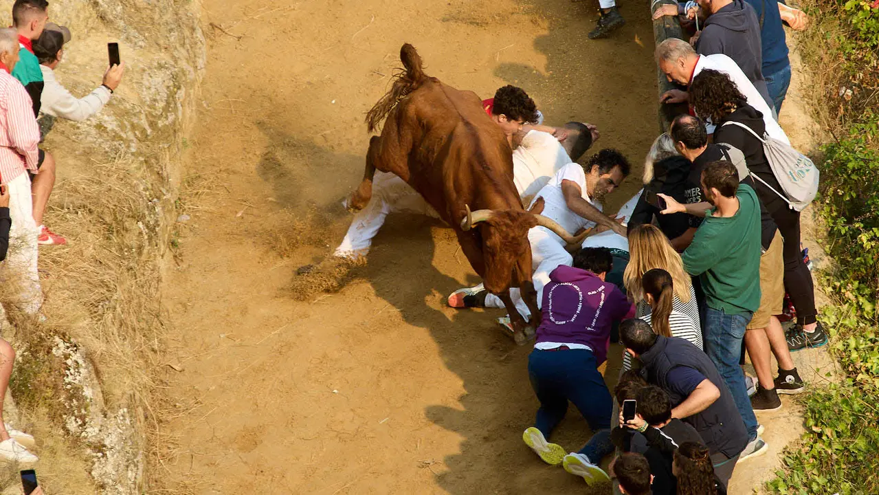 ºCuarto encierro del Pilón en las fiestas de Falces de 2025 con vacas de la ganadería de Alba Reta de Grocin. IÑIGO ALZUGARAY