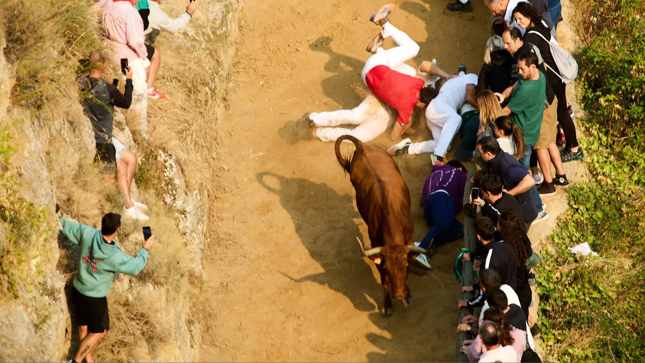 ºCuarto encierro del Pilón en las fiestas de Falces de 2025 con vacas de la ganadería de Alba Reta de Grocin. IÑIGO ALZUGARAY