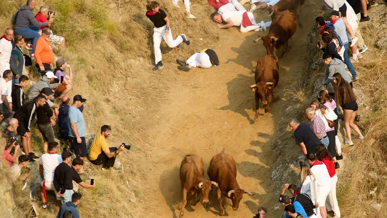 ºCuarto encierro del Pilón en las fiestas de Falces de 2025 con vacas de la ganadería de Alba Reta de Grocin. IÑIGO ALZUGARAY
