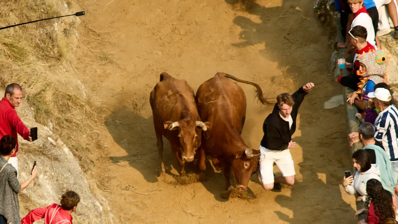 ºCuarto encierro del Pilón en las fiestas de Falces de 2025 con vacas de la ganadería de Alba Reta de Grocin. IÑIGO ALZUGARAY
