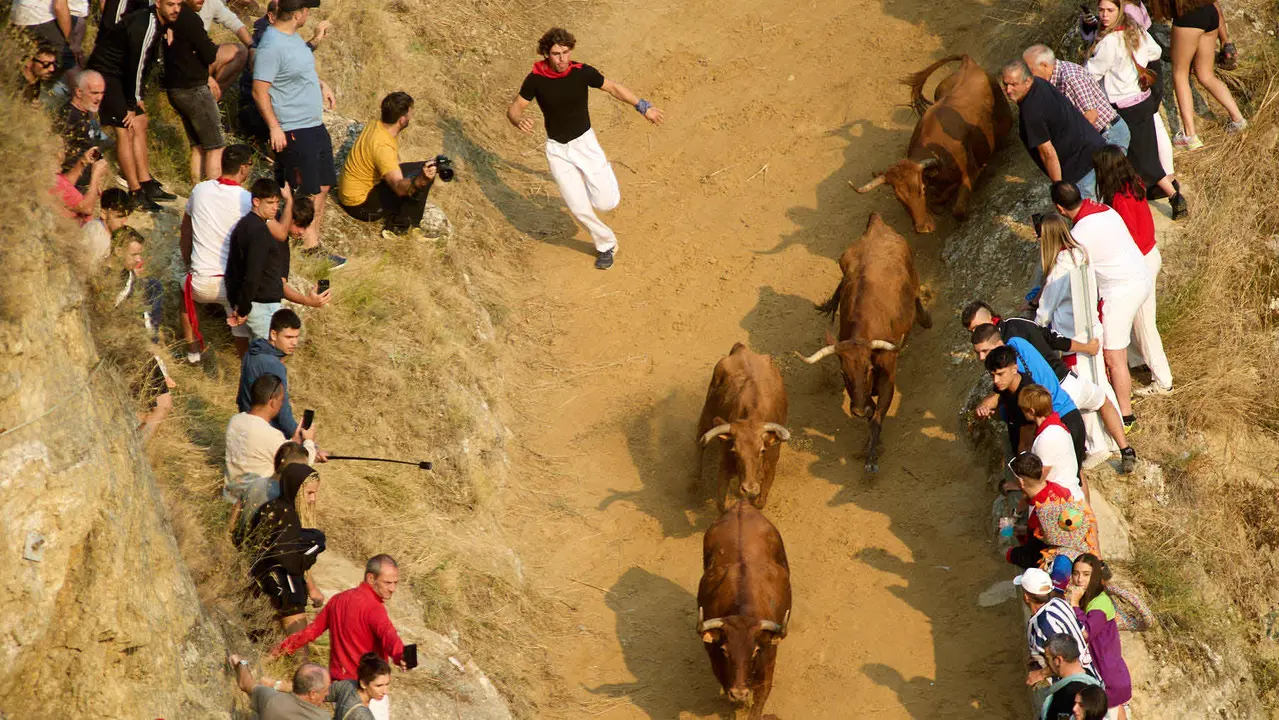 ºCuarto encierro del Pilón en las fiestas de Falces de 2025 con vacas de la ganadería de Alba Reta de Grocin. IÑIGO ALZUGARAY