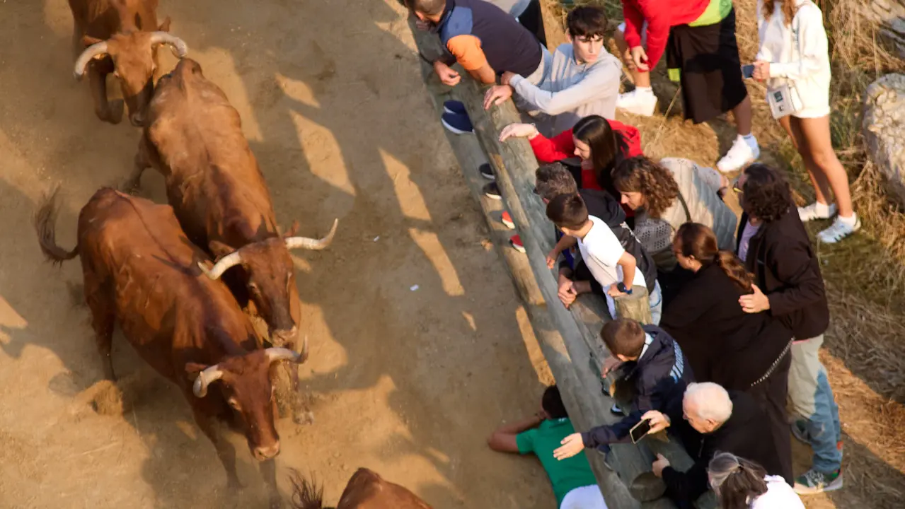 ºCuarto encierro del Pilón en las fiestas de Falces de 2025 con vacas de la ganadería de Alba Reta de Grocin. IÑIGO ALZUGARAY