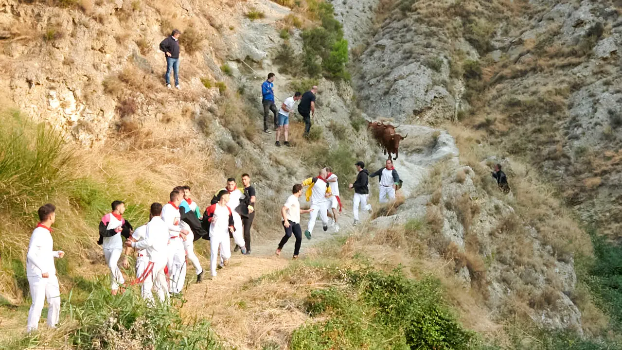 Cuarto encierro del Pilón de Falces con vacas de la ganadería Reta. IRANZU LARRASOAÑA