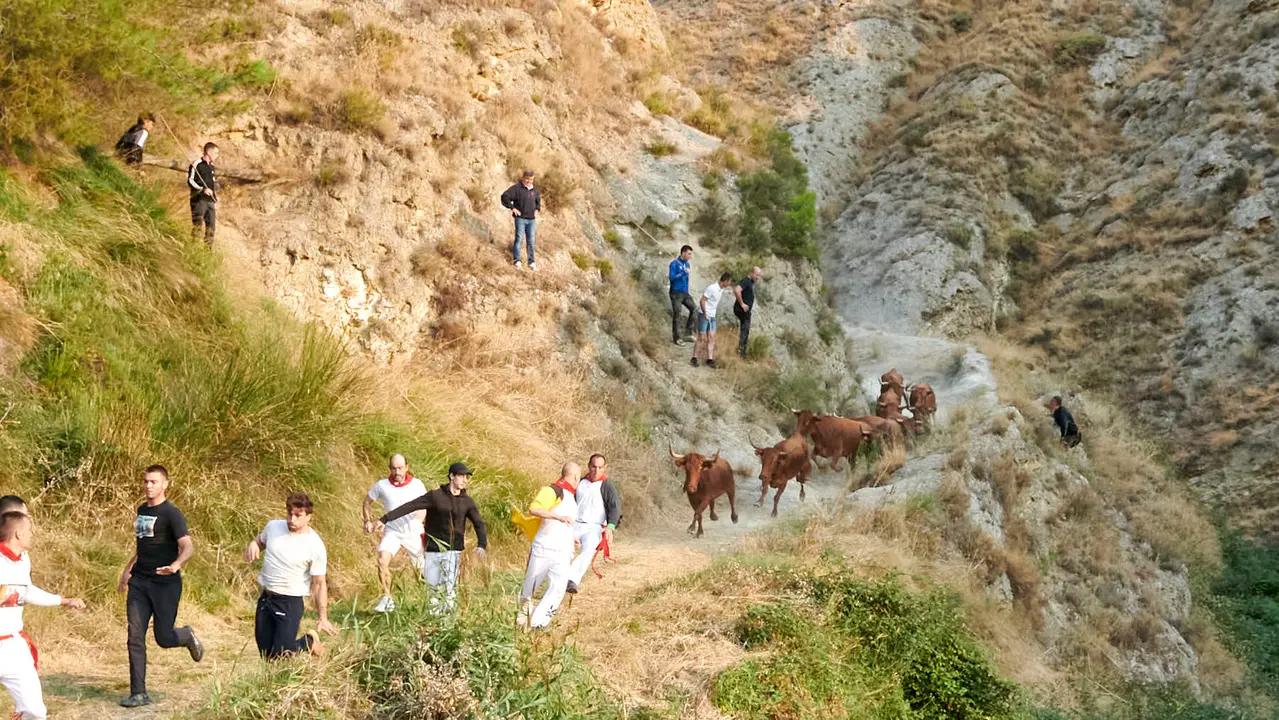 Cuarto encierro del Pilón de Falces con vacas de la ganadería Reta. IRANZU LARRASOAÑA