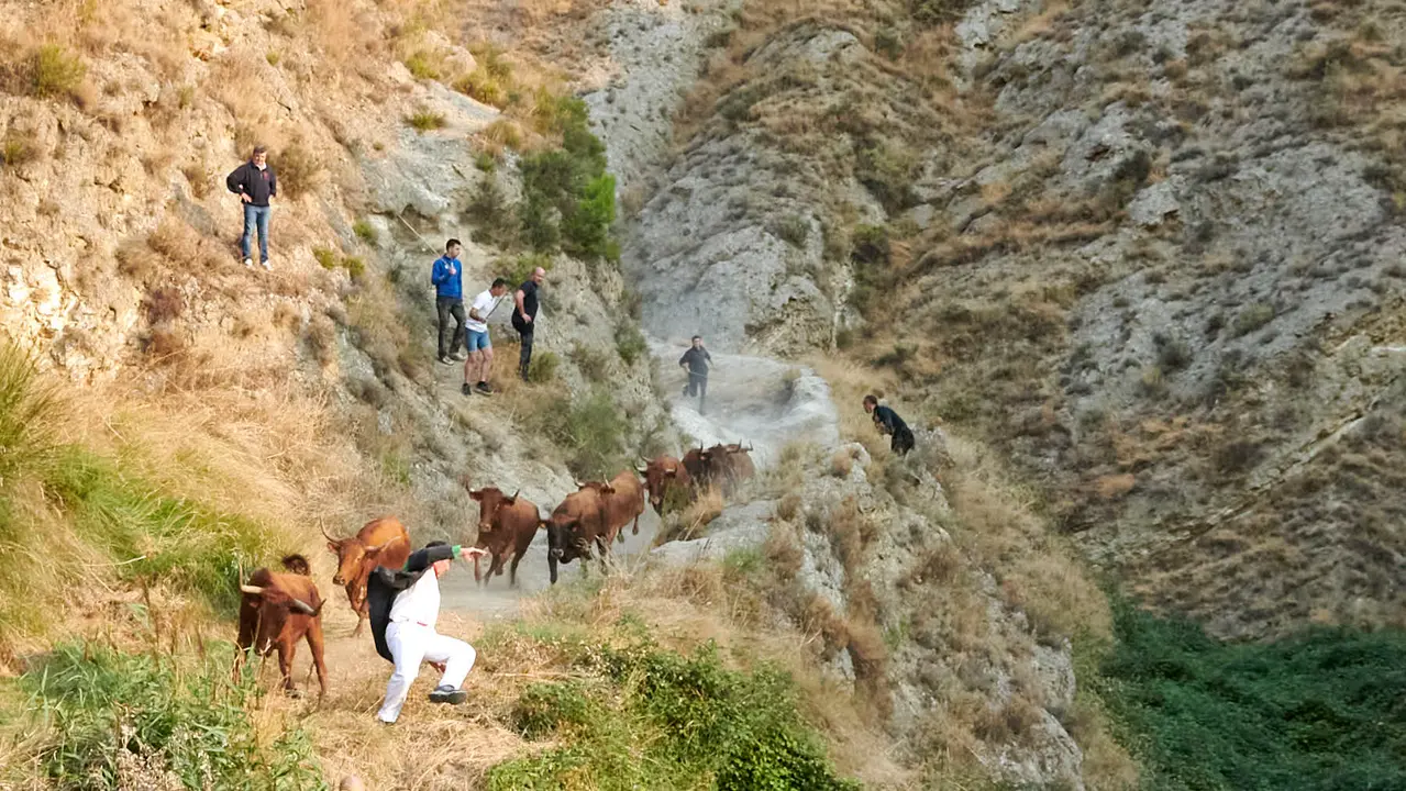 Cuarto encierro del Pilón de Falces con vacas de la ganadería Reta. IRANZU LARRASOAÑA