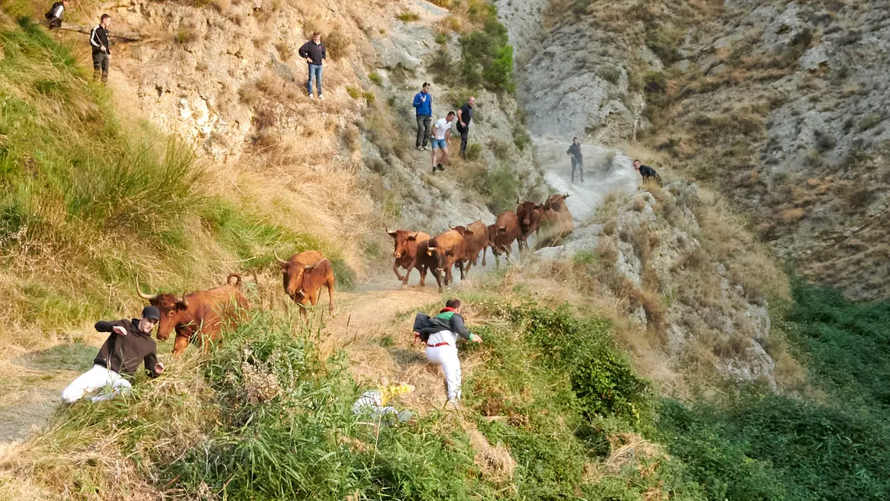 Cuarto encierro del Pilón de Falces con vacas de la ganadería Reta. IRANZU LARRASOAÑA