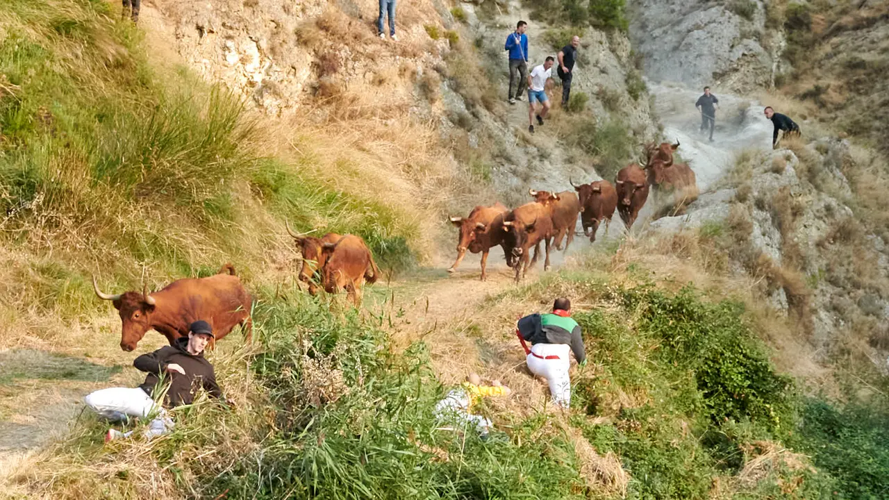 Cuarto encierro del Pilón de Falces con vacas de la ganadería Reta. IRANZU LARRASOAÑA