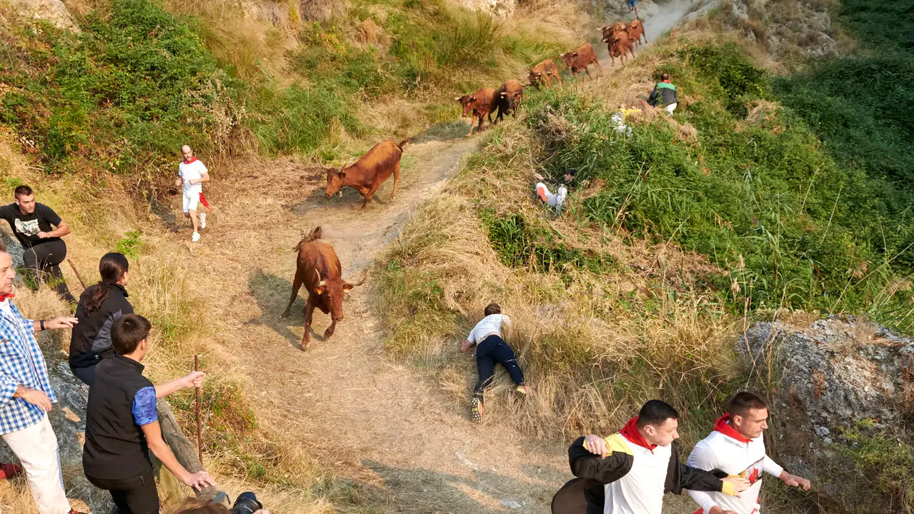 Cuarto encierro del Pilón de Falces con vacas de la ganadería Reta. IRANZU LARRASOAÑA