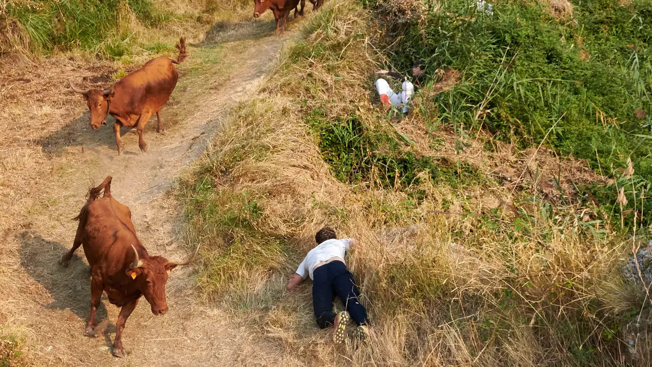 Cuarto encierro del Pilón de Falces con vacas de la ganadería Reta. IRANZU LARRASOAÑA