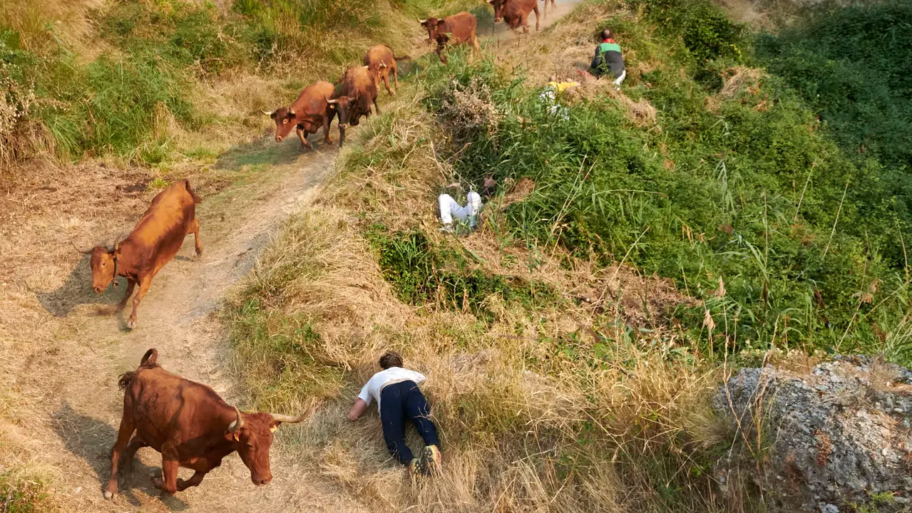 Cuarto encierro del Pilón de Falces con vacas de la ganadería Reta. IRANZU LARRASOAÑA