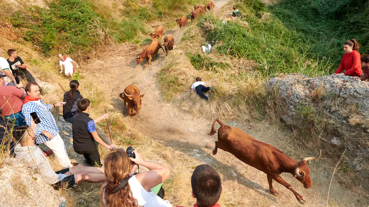 Cuarto encierro del Pilón de Falces con vacas de la ganadería Reta. IRANZU LARRASOAÑA
