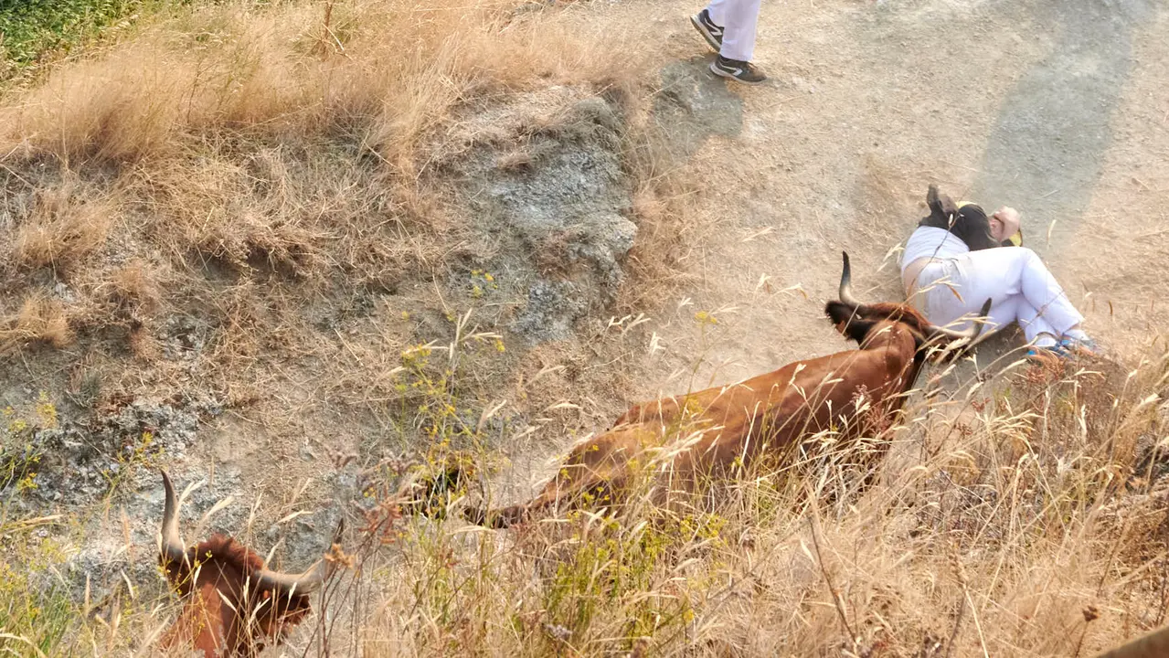 Cuarto encierro del Pilón de Falces con vacas de la ganadería Reta. IRANZU LARRASOAÑA