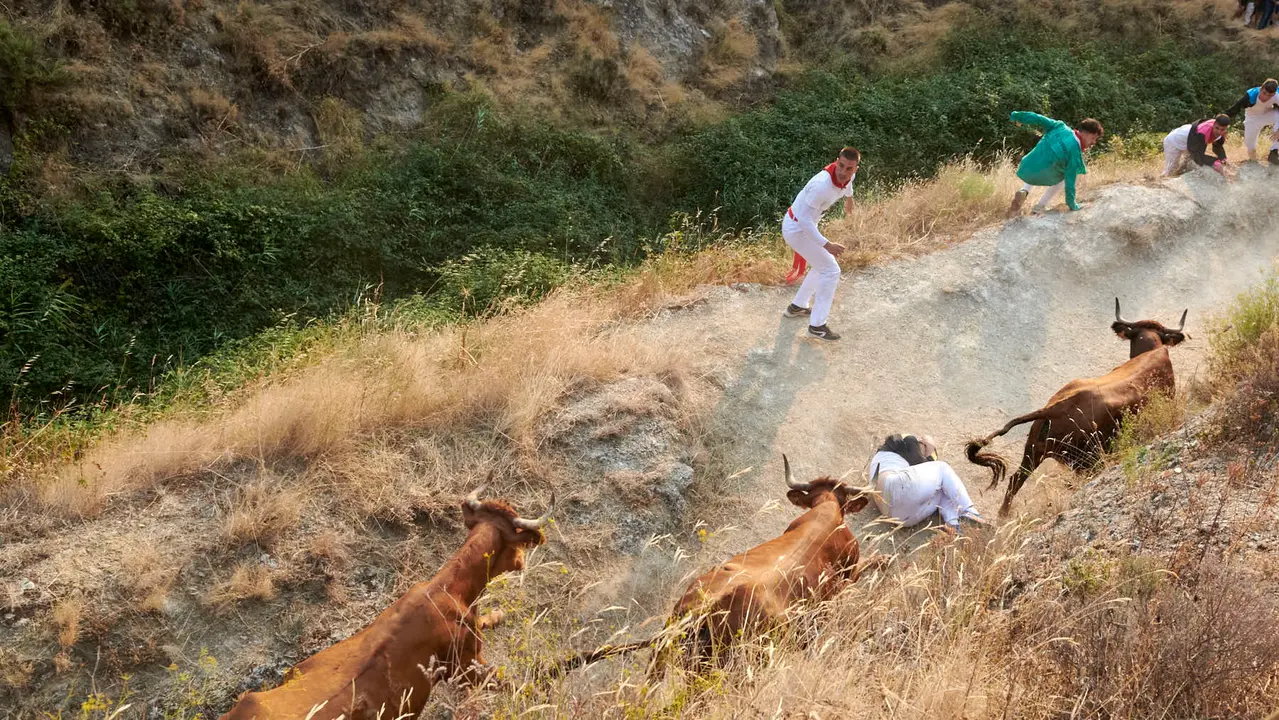 Cuarto encierro del Pilón de Falces con vacas de la ganadería Reta. IRANZU LARRASOAÑA