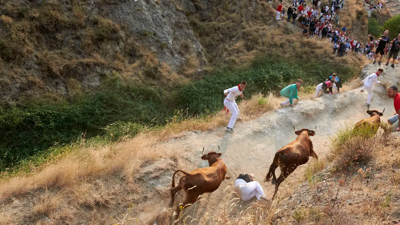 Cuarto encierro del Pilón de Falces con vacas de la ganadería Reta. IRANZU LARRASOAÑA