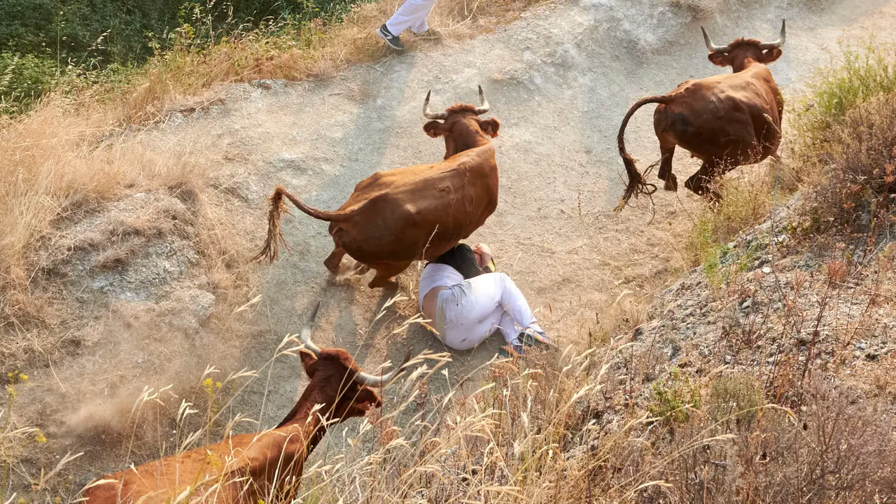 Cuarto encierro del Pilón de Falces con vacas de la ganadería Reta. IRANZU LARRASOAÑA