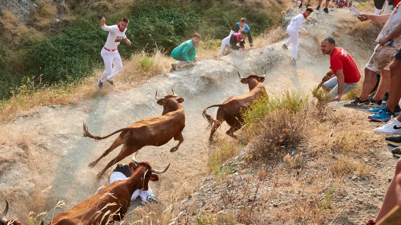 Cuarto encierro del Pilón de Falces con vacas de la ganadería Reta. IRANZU LARRASOAÑA