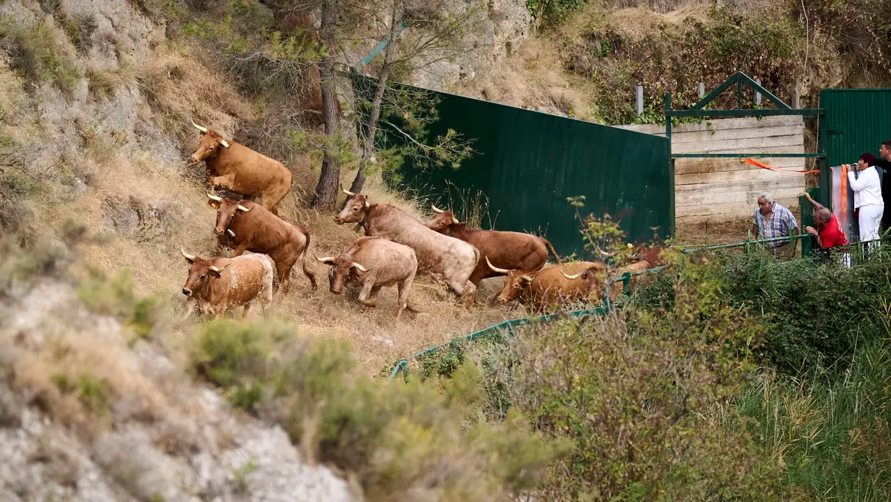 Quinto encierro del Pilón en las fiestas de Falces de 2025 con vacas de la ganadería de Eulogio Mateo de Cárcar.
PABLO LASAOSA