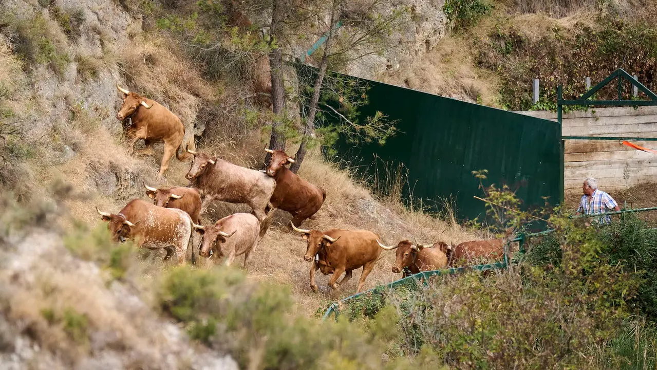 Quinto encierro del Pilón en las fiestas de Falces de 2025 con vacas de la ganadería de Eulogio Mateo de Cárcar.
PABLO LASAOSA