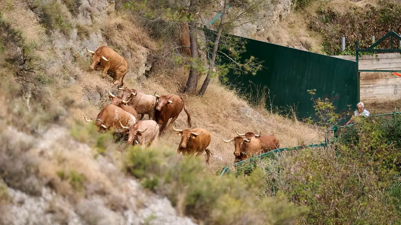 Quinto encierro del Pilón en las fiestas de Falces de 2025 con vacas de la ganadería de Eulogio Mateo de Cárcar.
PABLO LASAOSA