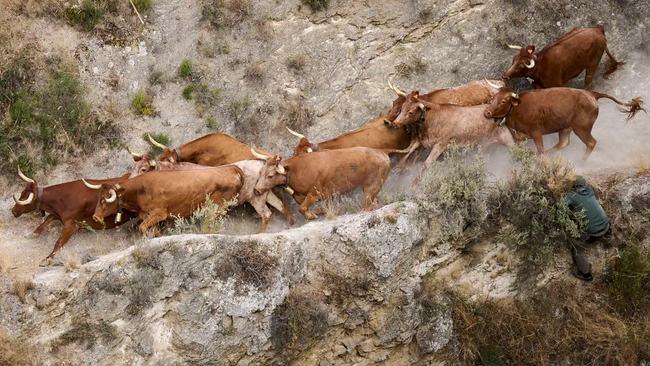 Quinto encierro del Pilón en las fiestas de Falces de 2025 con vacas de la ganadería de Eulogio Mateo de Cárcar.
PABLO LASAOSA