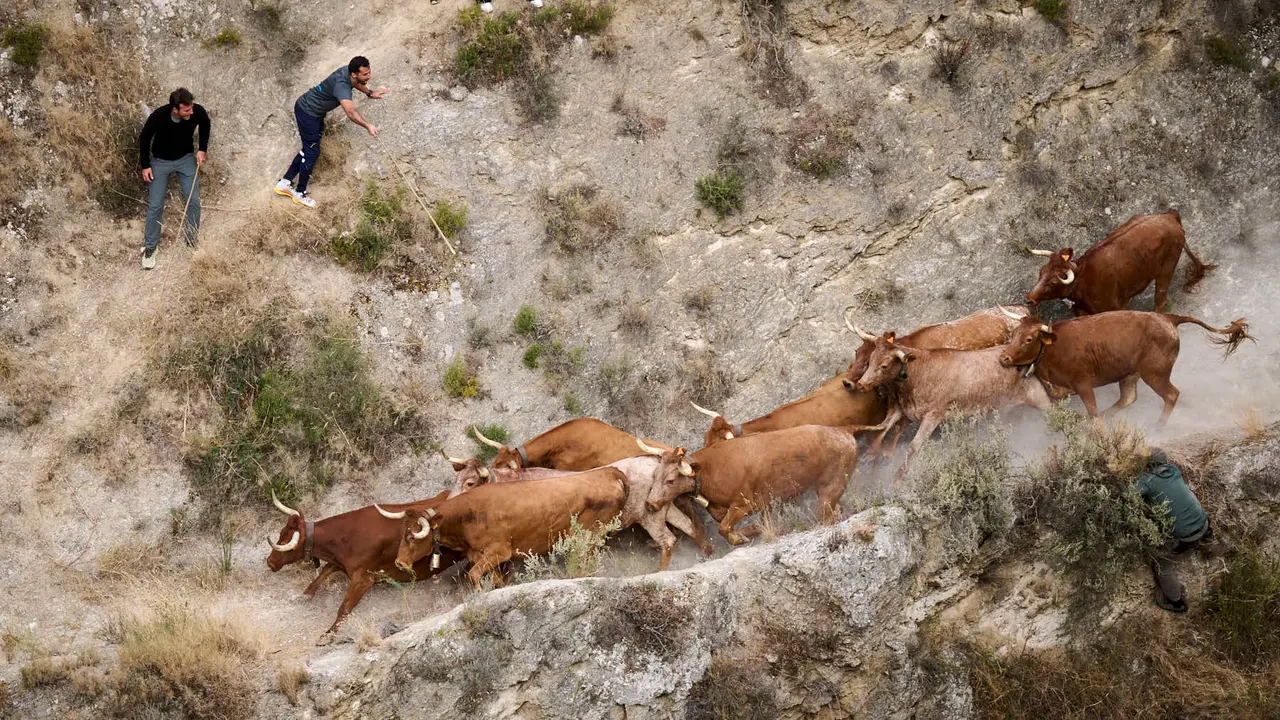 Quinto encierro del Pilón en las fiestas de Falces de 2025 con vacas de la ganadería de Eulogio Mateo de Cárcar.
PABLO LASAOSA