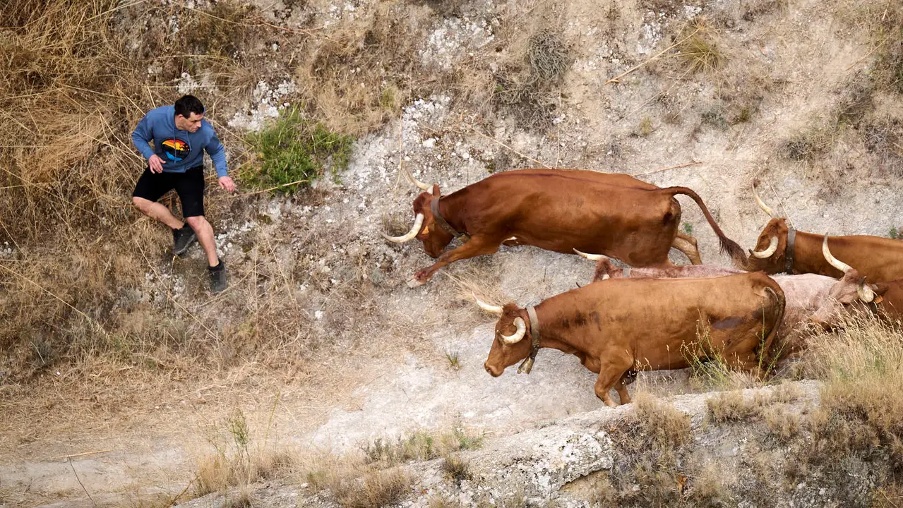 Quinto encierro del Pilón en las fiestas de Falces de 2025 con vacas de la ganadería de Eulogio Mateo de Cárcar.
PABLO LASAOSA