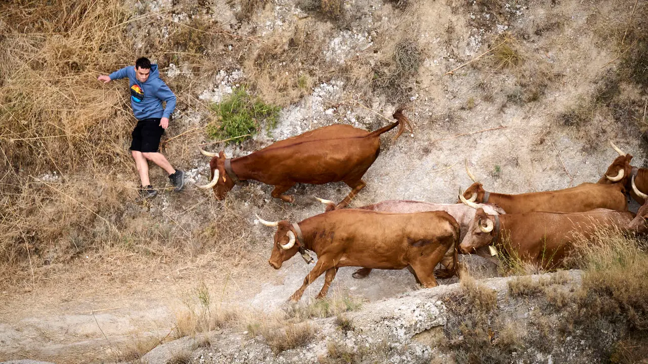 Quinto encierro del Pilón en las fiestas de Falces de 2025 con vacas de la ganadería de Eulogio Mateo de Cárcar.
PABLO LASAOSA