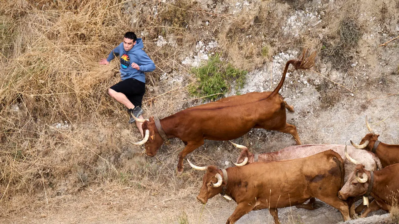 Quinto encierro del Pilón en las fiestas de Falces de 2025 con vacas de la ganadería de Eulogio Mateo de Cárcar.
PABLO LASAOSA