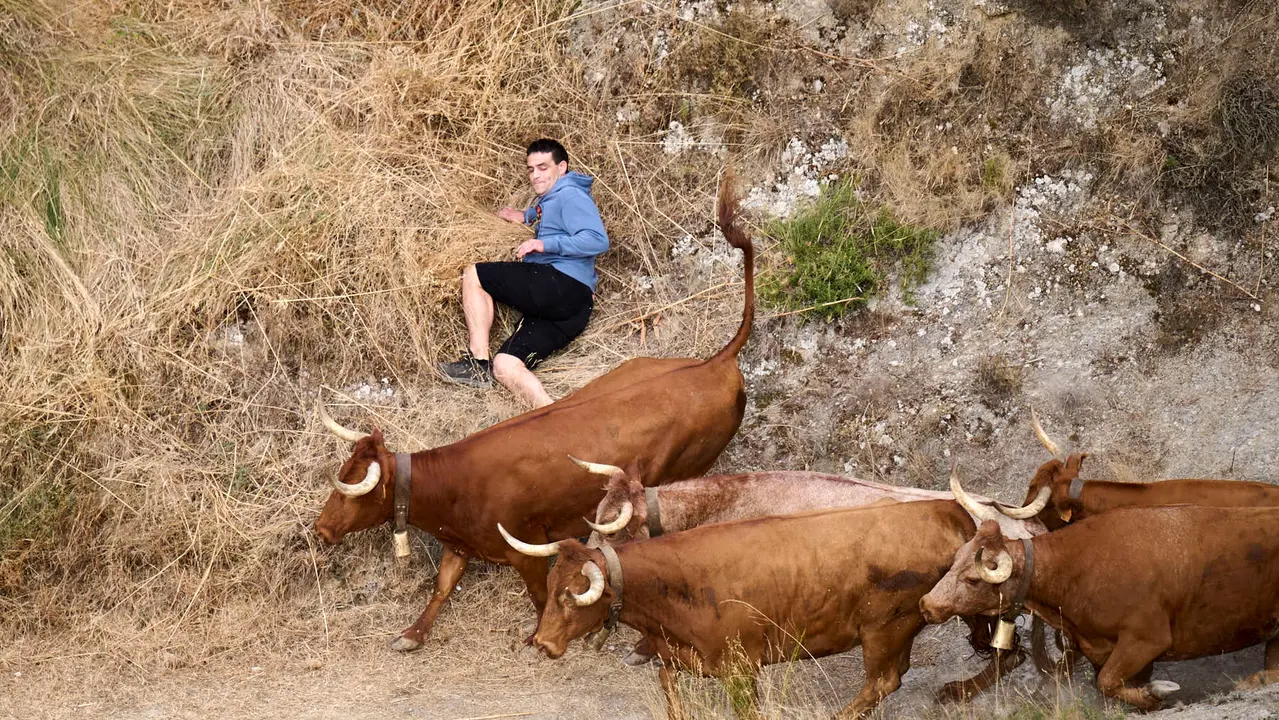 Quinto encierro del Pilón en las fiestas de Falces de 2025 con vacas de la ganadería de Eulogio Mateo de Cárcar.
PABLO LASAOSA