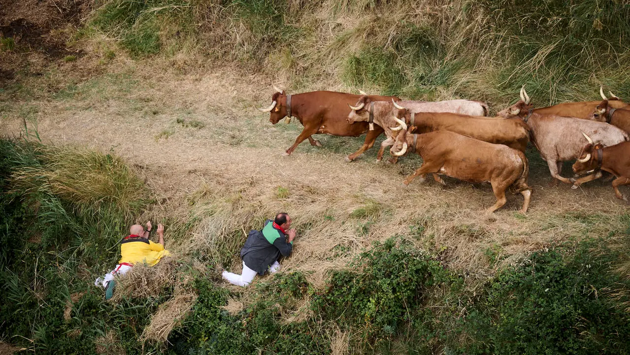 Quinto encierro del Pilón en las fiestas de Falces de 2025 con vacas de la ganadería de Eulogio Mateo de Cárcar.
PABLO LASAOSA