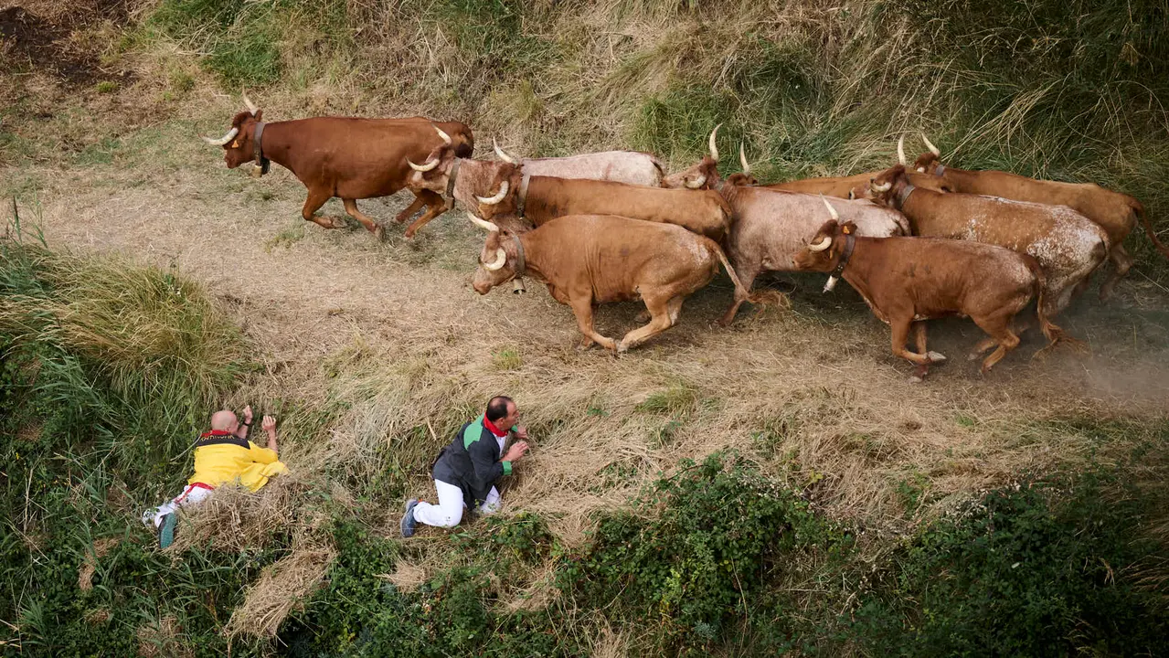 Quinto encierro del Pilón en las fiestas de Falces de 2025 con vacas de la ganadería de Eulogio Mateo de Cárcar.
PABLO LASAOSA