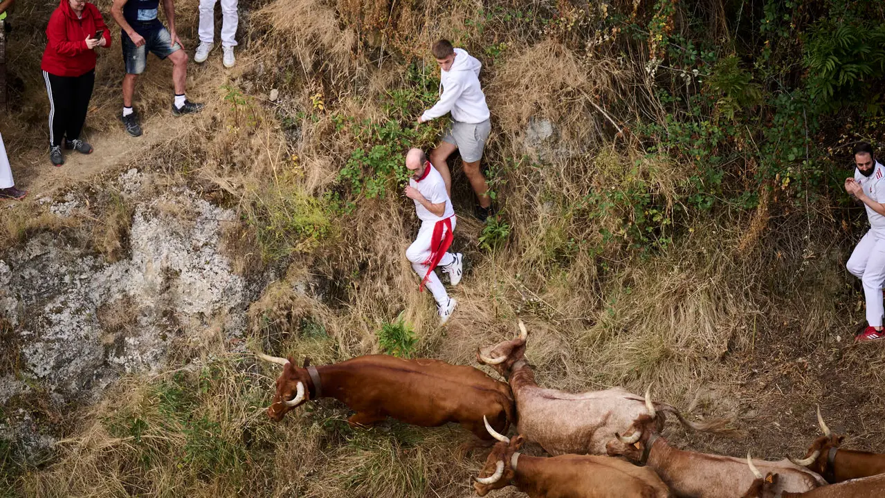 Quinto encierro del Pilón en las fiestas de Falces de 2025 con vacas de la ganadería de Eulogio Mateo de Cárcar.
PABLO LASAOSA