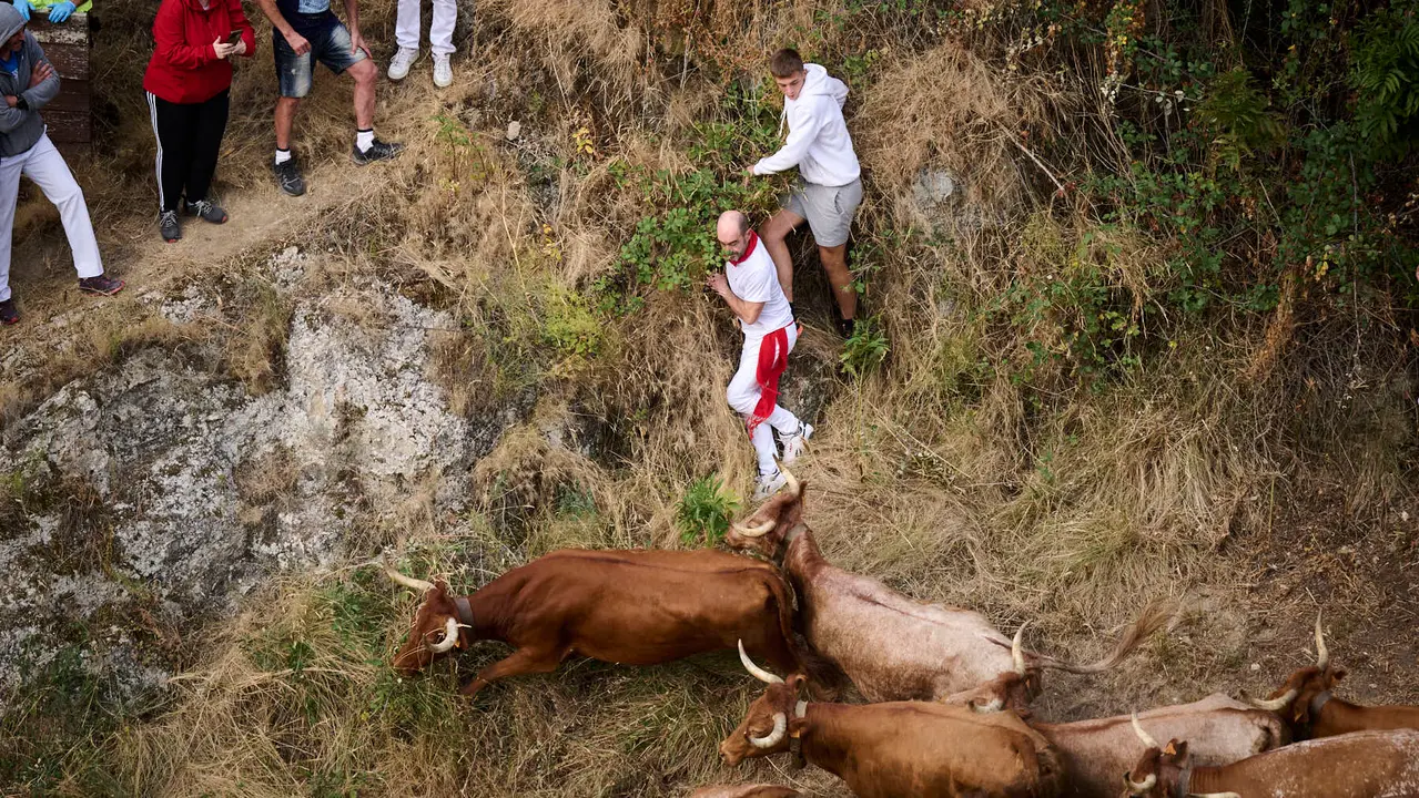 Quinto encierro del Pilón en las fiestas de Falces de 2025 con vacas de la ganadería de Eulogio Mateo de Cárcar.
PABLO LASAOSA