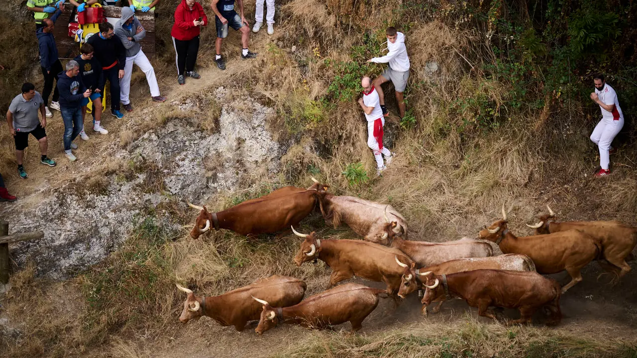 Quinto encierro del Pilón en las fiestas de Falces de 2025 con vacas de la ganadería de Eulogio Mateo de Cárcar.
PABLO LASAOSA