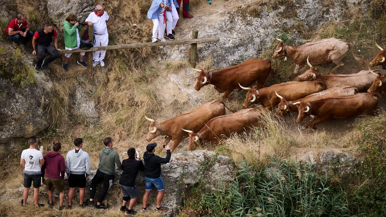 Quinto encierro del Pilón en las fiestas de Falces de 2025 con vacas de la ganadería de Eulogio Mateo de Cárcar.
PABLO LASAOSA