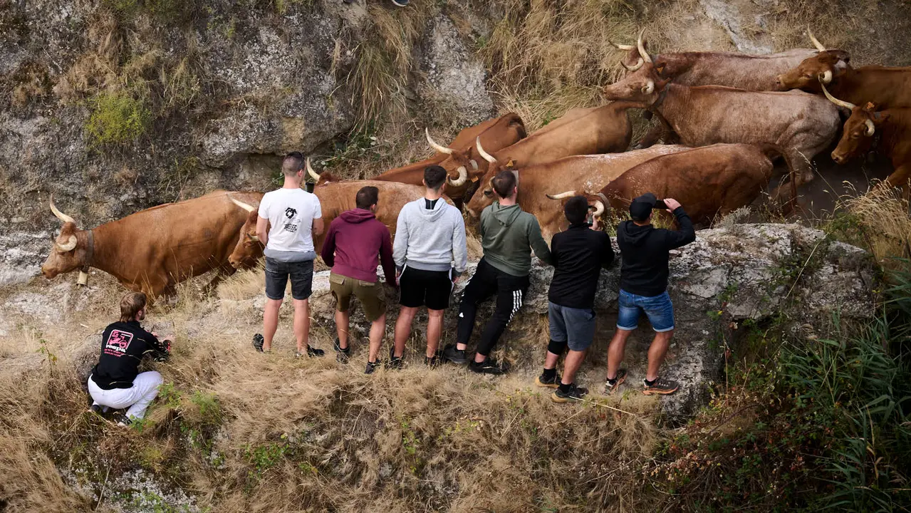 Quinto encierro del Pilón en las fiestas de Falces de 2025 con vacas de la ganadería de Eulogio Mateo de Cárcar.
PABLO LASAOSA